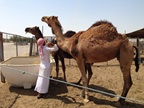 Middle East respiratory syndrome coronavirus (MERS-Cov) prevention and control in Doha. Doha camel market, Qatar
