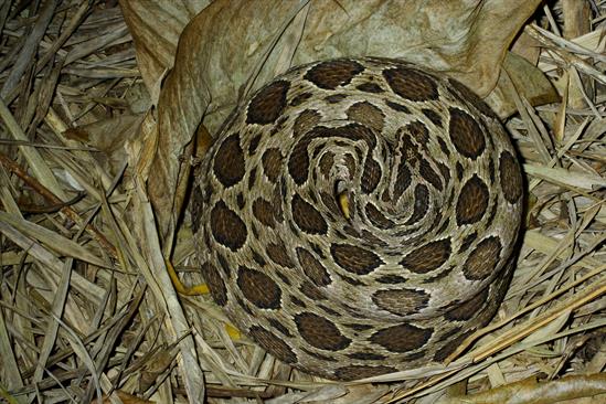 DJWilliams_2008_Daboia-siamensis_Cambodia